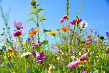 Obraz Na rozkvitnutej lúke 1460